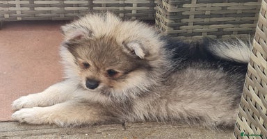 Mixed Breed dogs - Advert 15