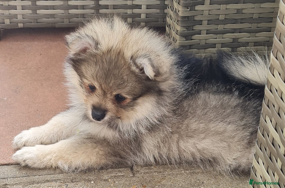 Mixed Breed dogs for sale: Ready now Pomeranian cross. ( Lapponian ) - Image 3