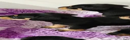 Mixed Breed dogs for sale: Adorable F1 Schnoxie puppies - Advert 10