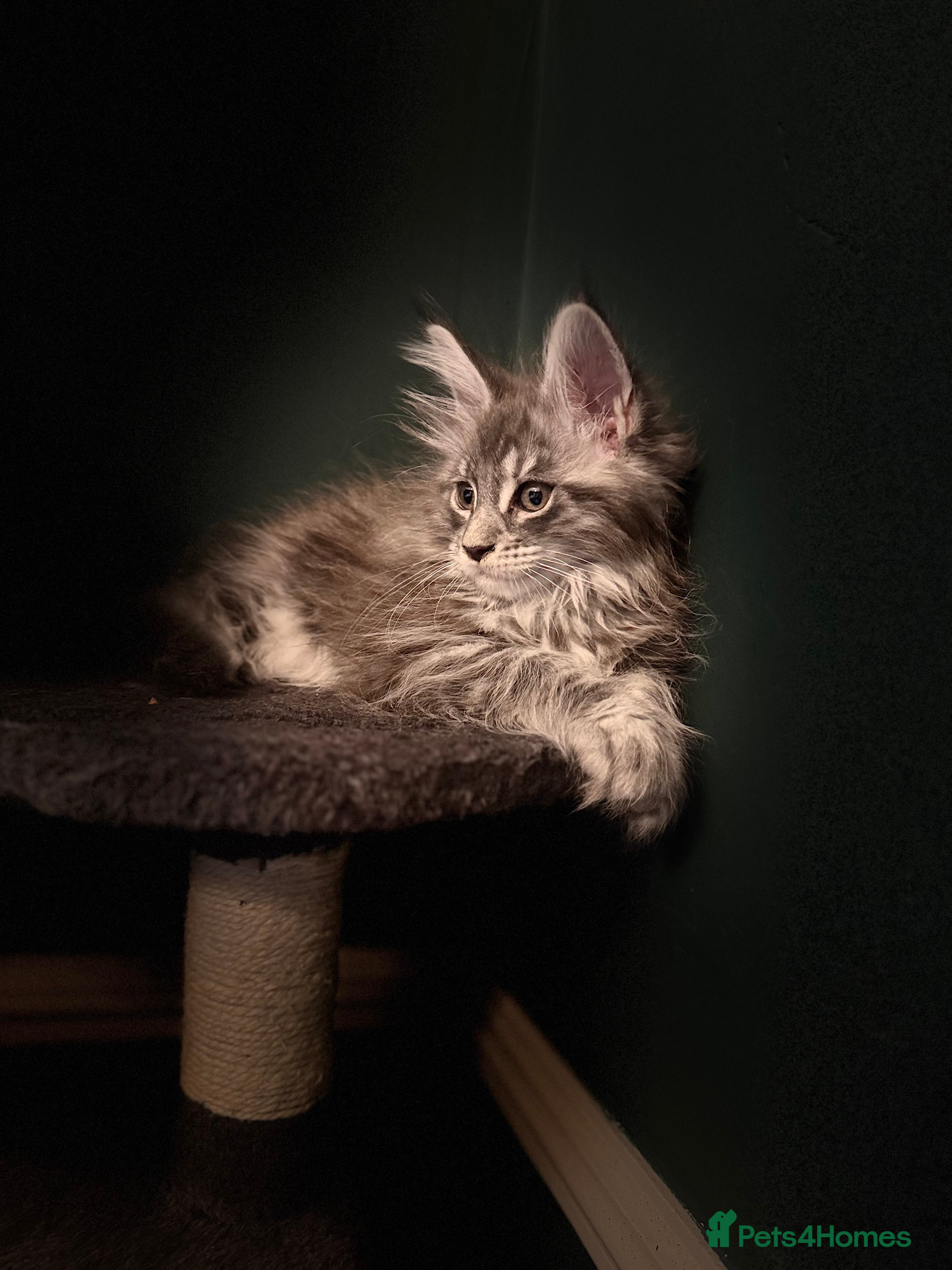 Maine Coon cats 2 Maine coon TICA reg females✨ - Advert 1