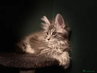 Maine Coon cats 2 Maine coon TICA reg females✨ - Advert 1