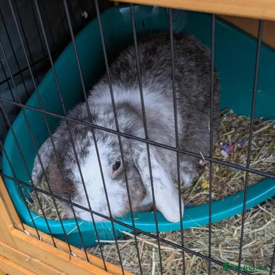 Mixed Breed rabbits for sale: Continental Giant x Lop Rabbits - Advert 9