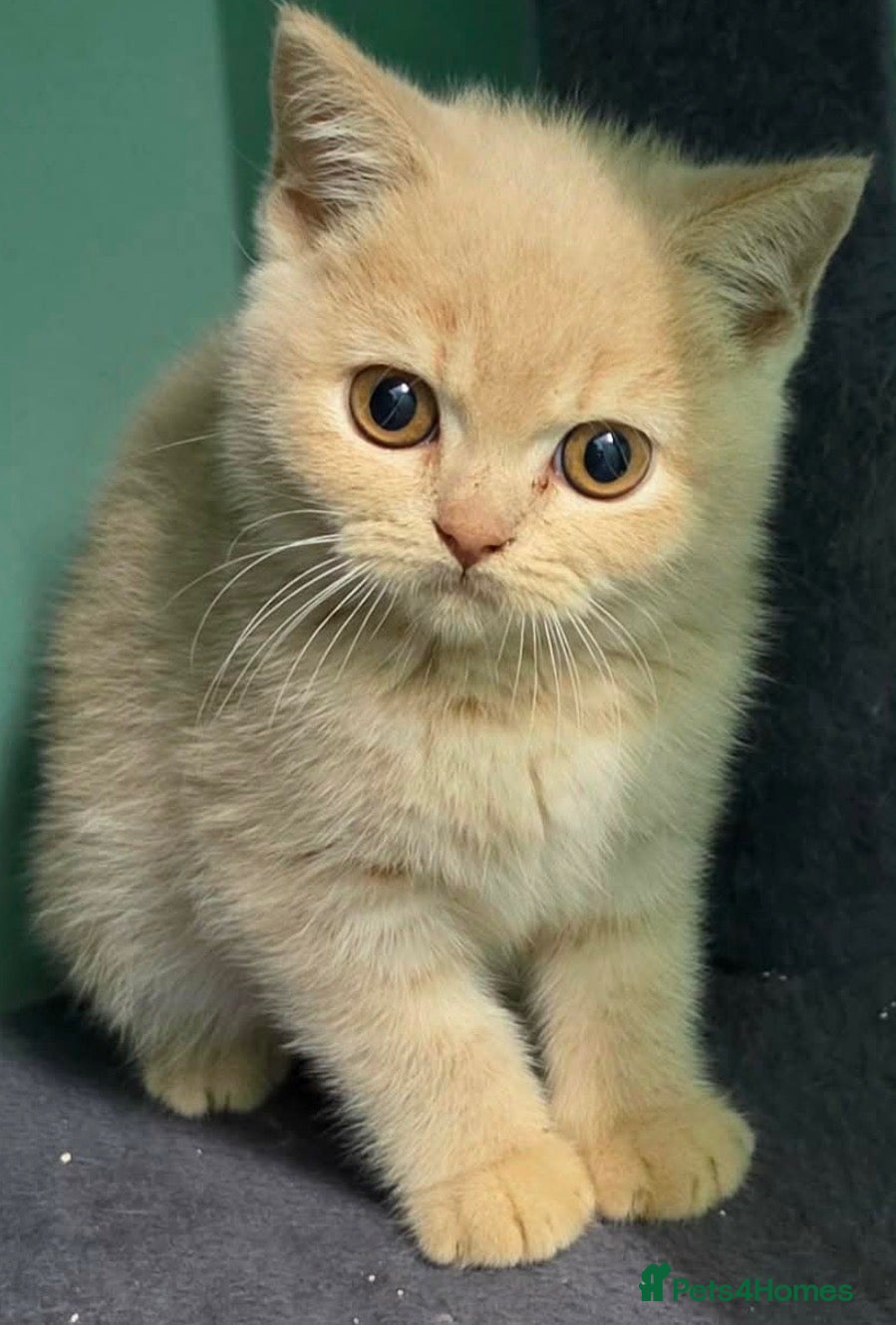 British Shorthair cats British Shorthaired kittens - Advert 2