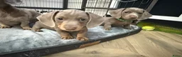 Miniature Dachshund dogs for sale: miniature daschunds puppies  - Advert 22