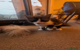 Maine Coon cats for sale: 😽 Cuddly Maine coon kittens 😽 in Preston - Image 22