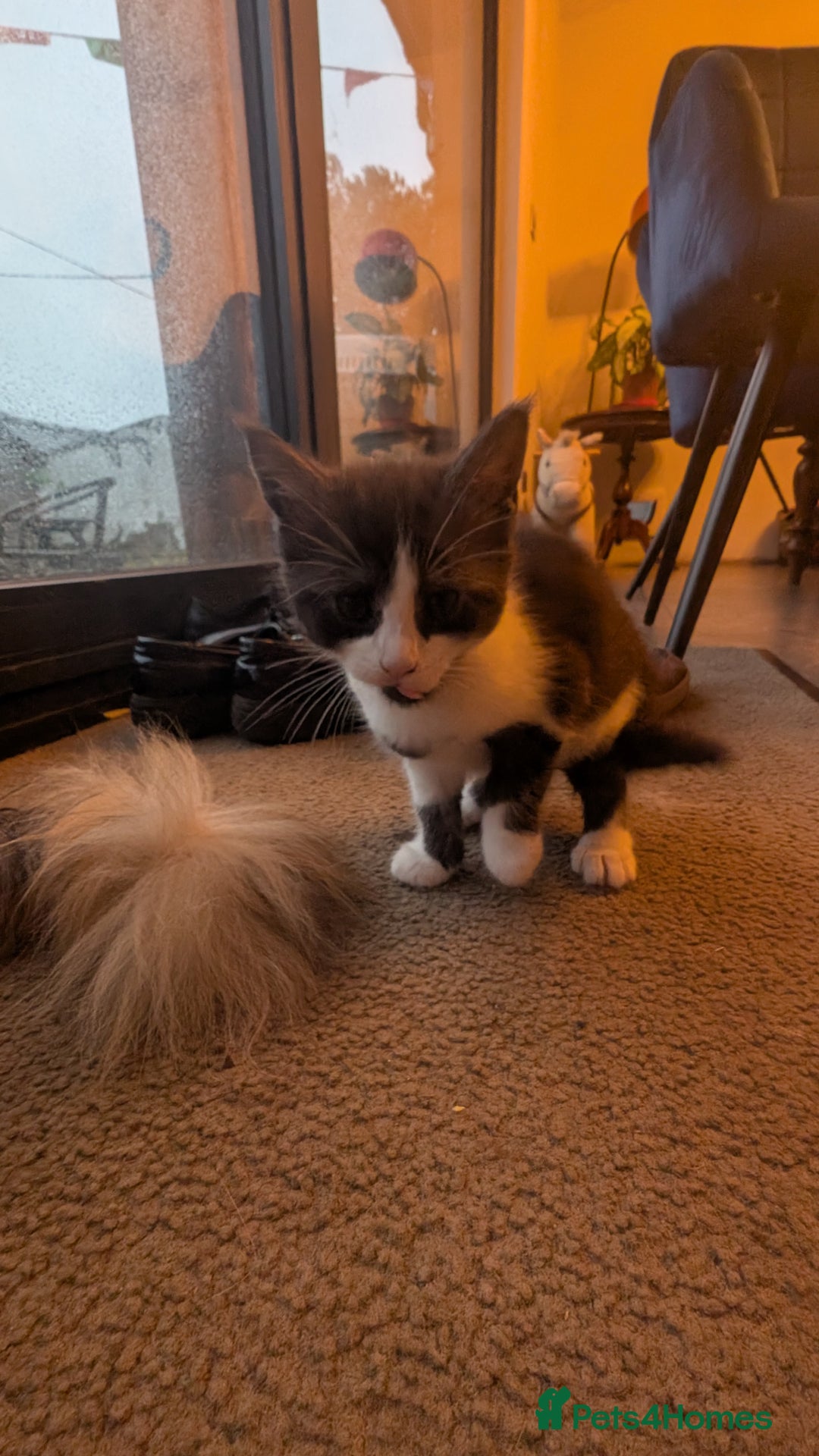 Maine Coon cats for sale: 😽 Cuddly Maine coon kittens 😽 in Preston - Image 22