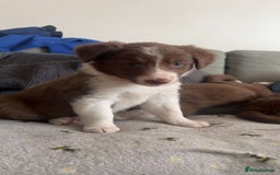 Border Collie dogs for sale: Red and white border collie/Sheepdog Pups - Image 28