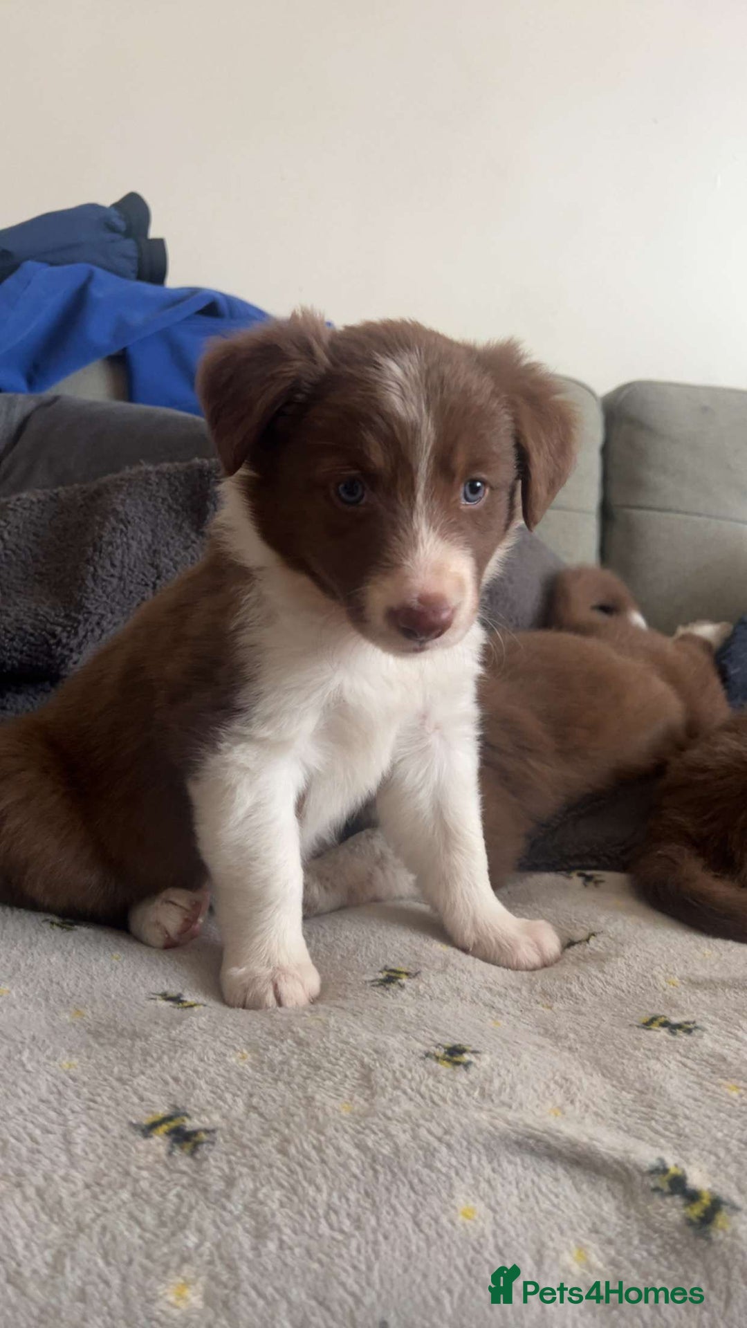 Border Collie dogs for sale: Red and white border collie/Sheepdog Pups - Image 28
