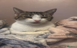 British Shorthair cats for sale: Gorgeous 8yr old female cat for sale - Image 6