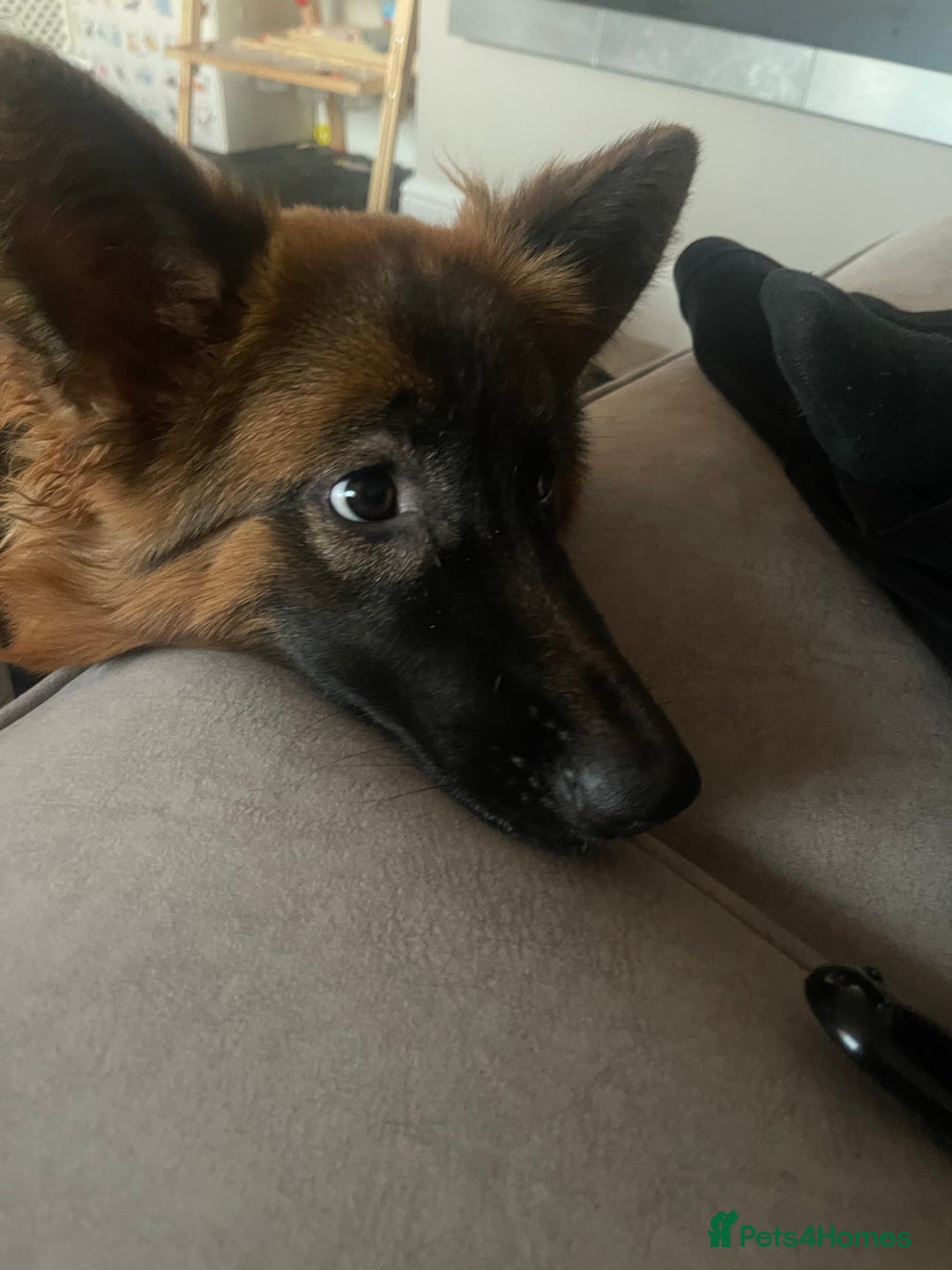 German Shepherd dogs for sale: German Sheppard Female - Image 6