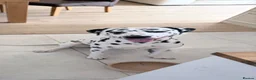 Dalmatian dogs for sale: Doodles Dalmatian puppy  in Addlestone - Advert 3