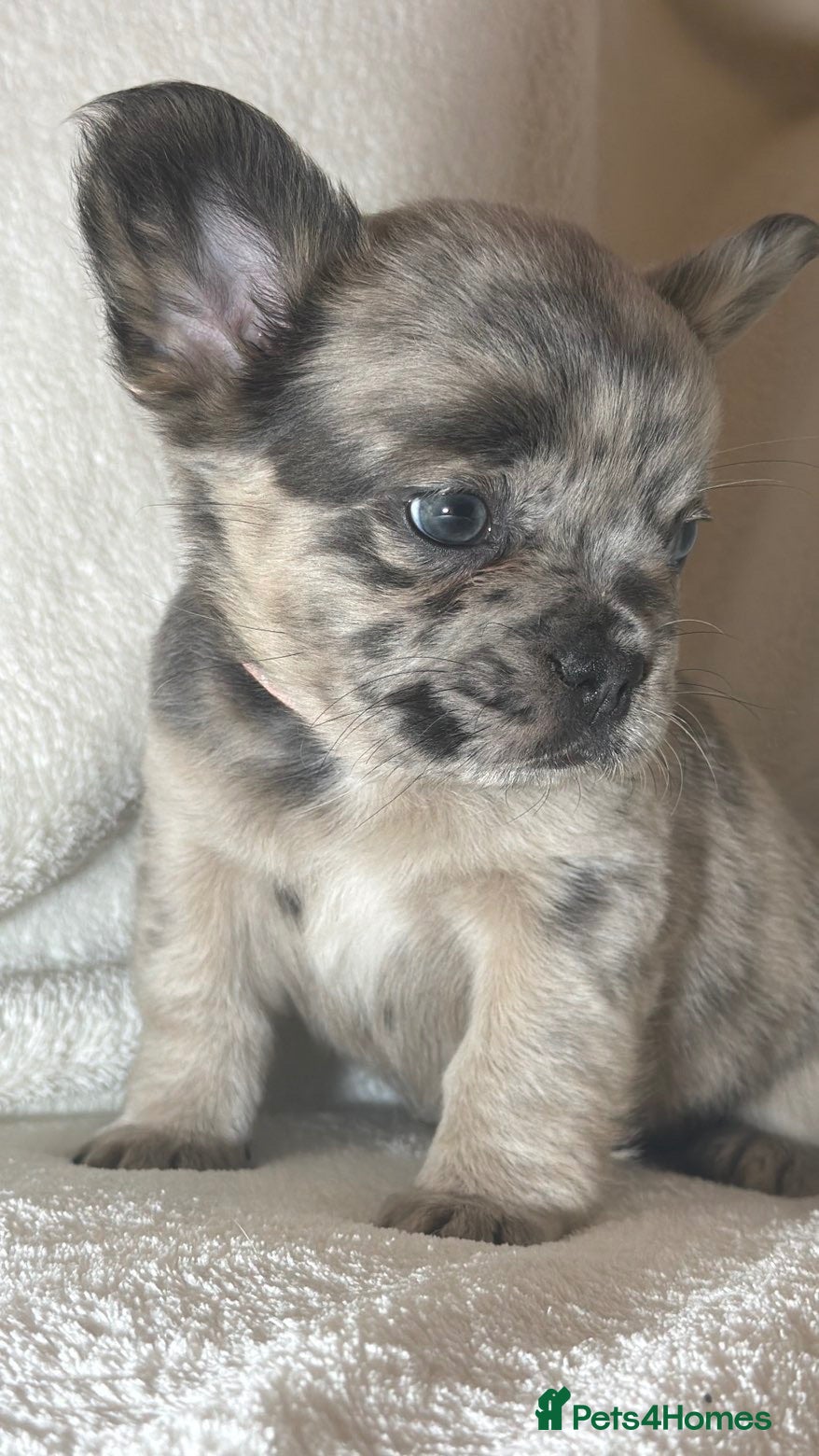 French Bulldog dogs DWKC Reg French bulldogs 2 Females  - Advert 1