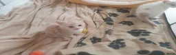 Mixed Breed cats for sale: 3 Gorgeous Little Fluffy Boys - Advert 23