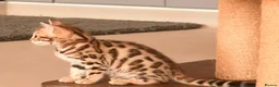 Bengal cats for sale: Registered pedigree bengal kittens - Advert 22