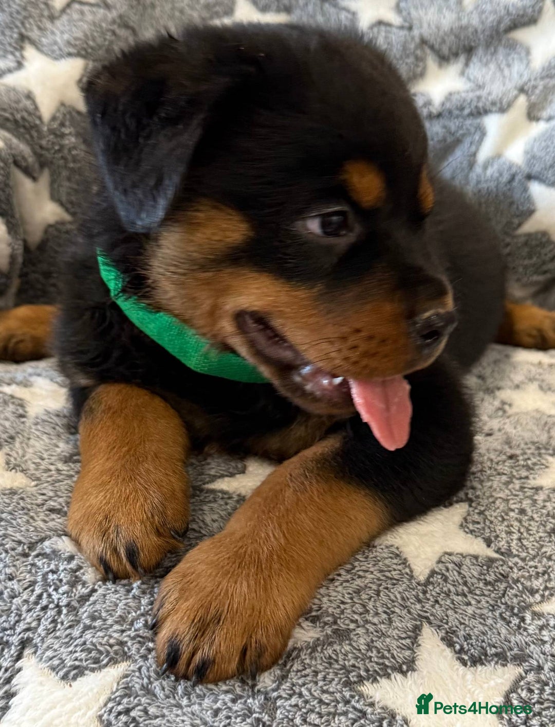 Rottweiler dogs for sale: quickly rottweiler puppy - Image 3