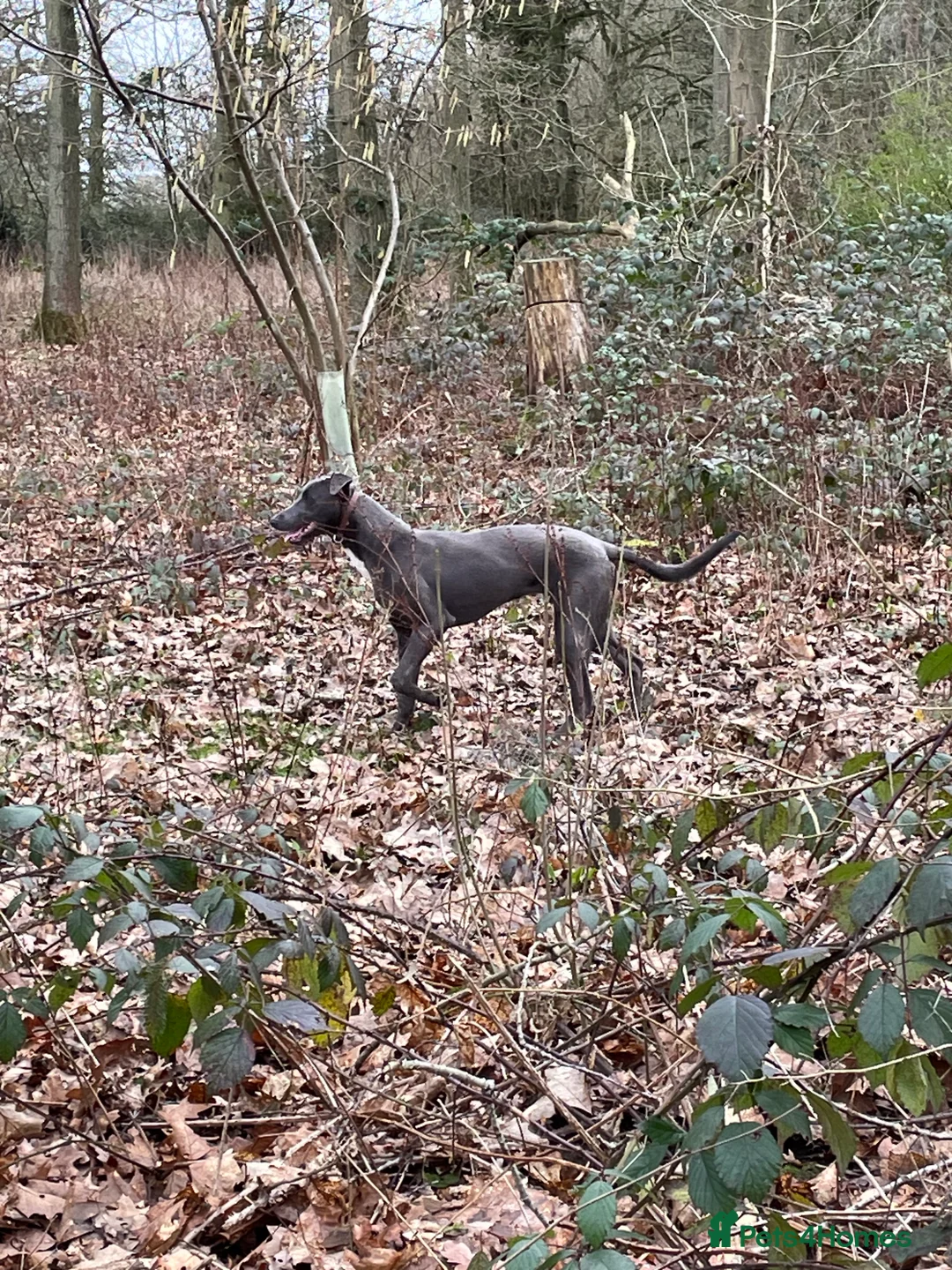 Greyhound dogs for sale: Greyhound for sale - Advert 2