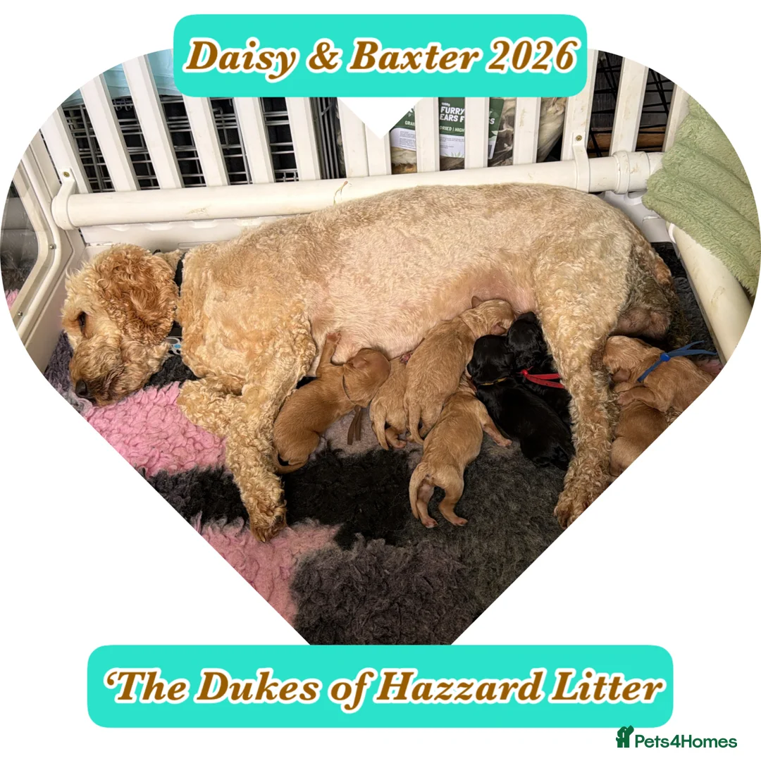Cockapoo dogs for sale: The Dukes of Hazzard Cockapoo litter 2F 5M - Advert 2