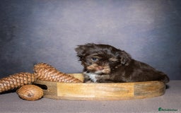 Yorkshire Terrier dogs for sale: Colorful Yorkshire Terrier puppies for sale - Advert 24