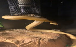 Corn Snake reptiles for sale: Corn snakes for sale - Image 14