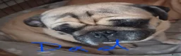 Pug dogs for sale: Pug puppies  - Advert 4