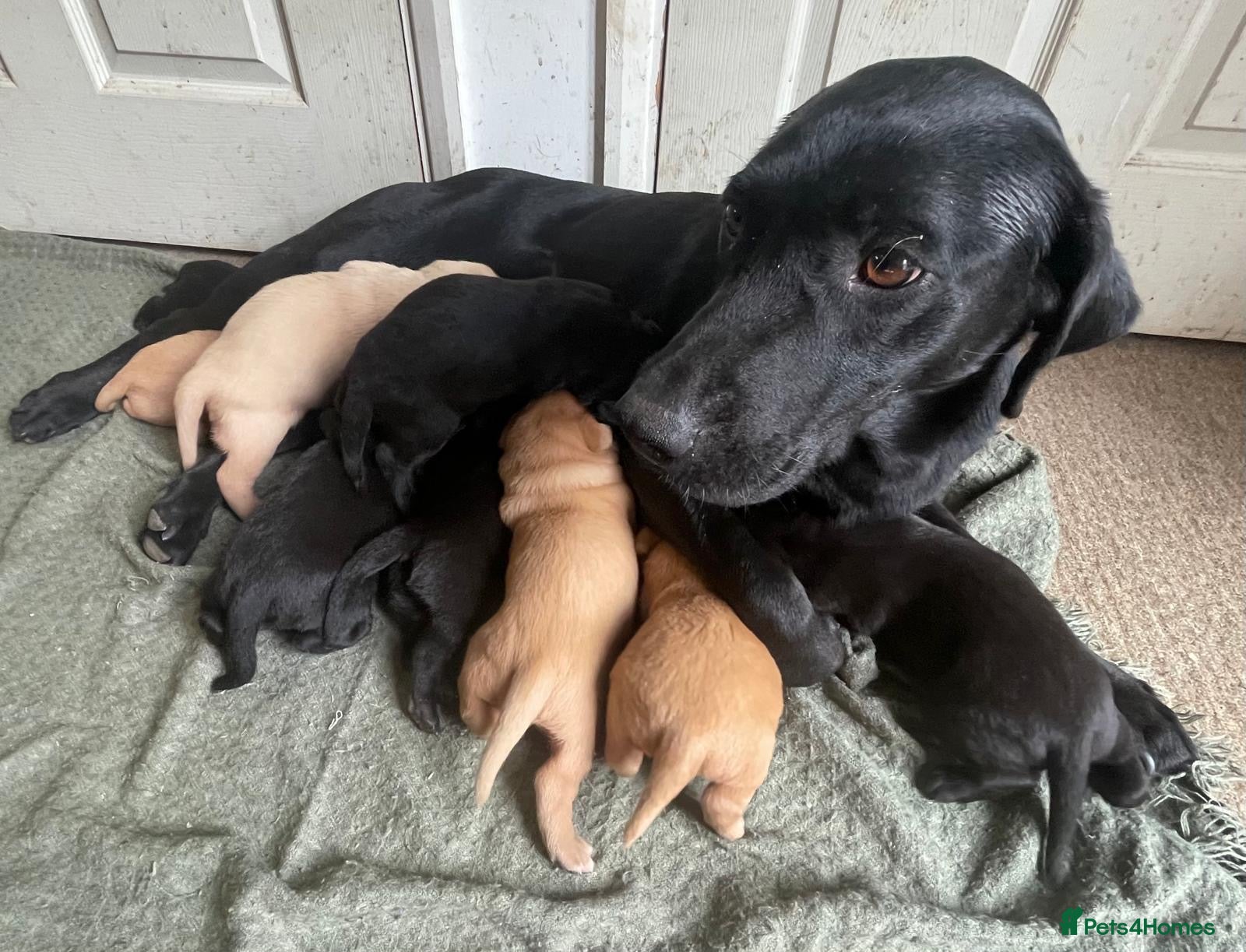 Labrador Retriever dogs Litter of KC Reg Pups from Health Tested Parents - Advert 1