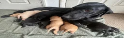 Labrador Retriever dogs for sale: Litter of KC Reg Pups from Health Tested Parents - Advert 1