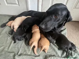 Labrador Retriever dogs Litter of KC Reg Pups from Health Tested Parents - Advert 1