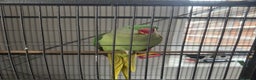 Parrots birds for sale: Indian ring neck parrot - Advert 2