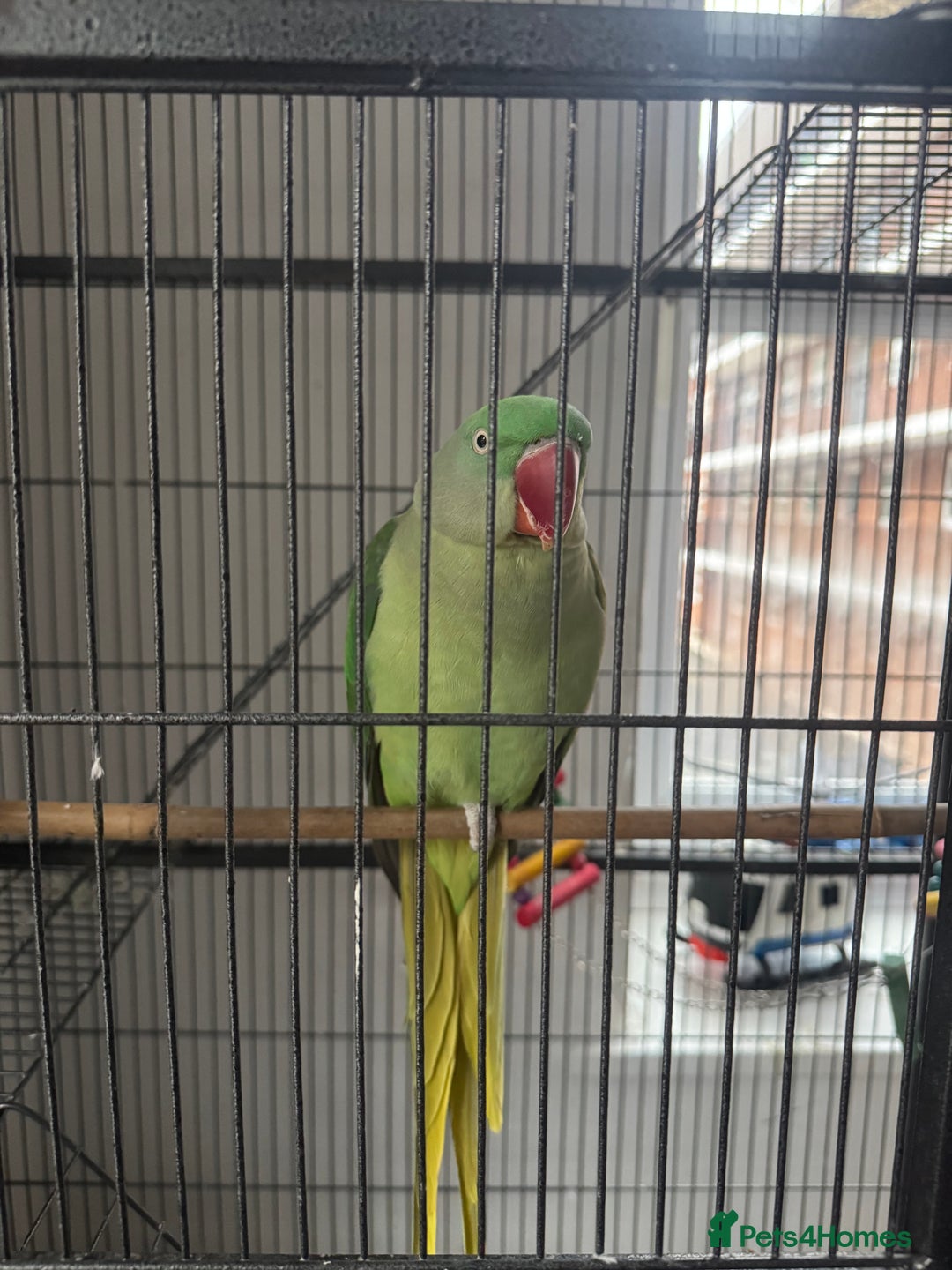 Parrots birds for sale: Indian ring neck parrot - Advert 2