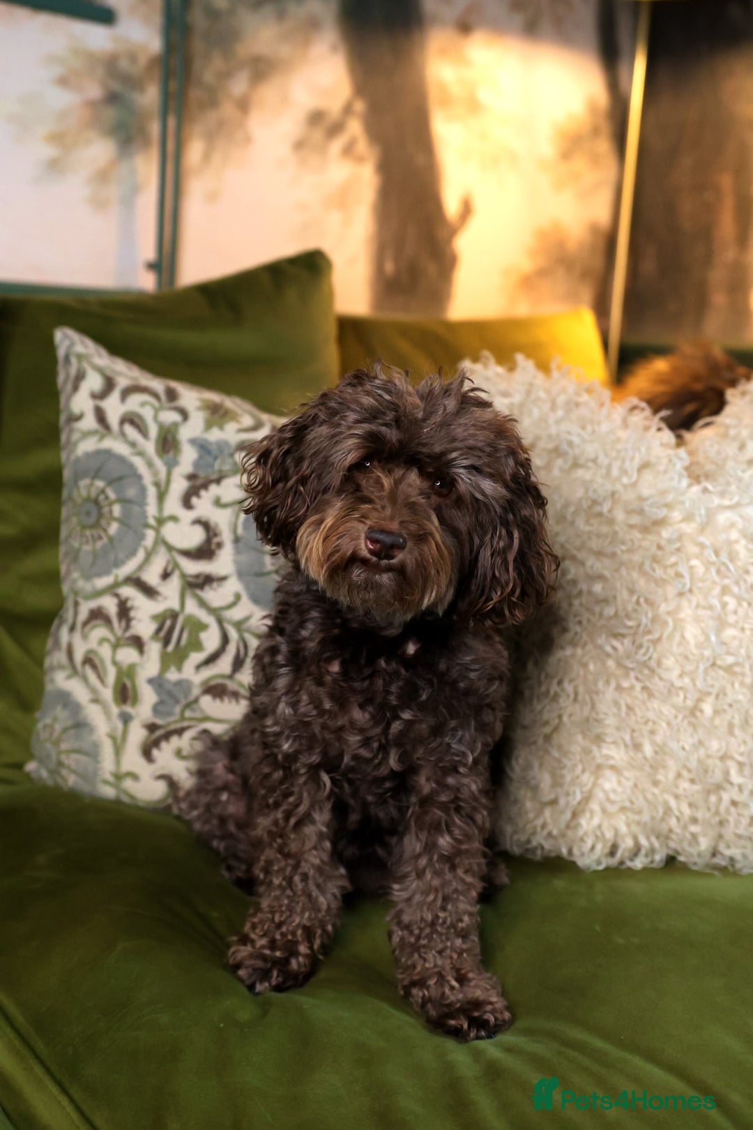 Mixed Breed dogs for sale: Adorable Schnoodle puppies  - Image 9