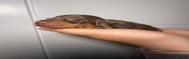 Chocolate and tan male