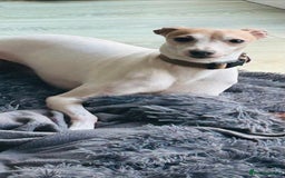 Italian Greyhound dogs for stud:  Proven Full bred American lines  - Image 4