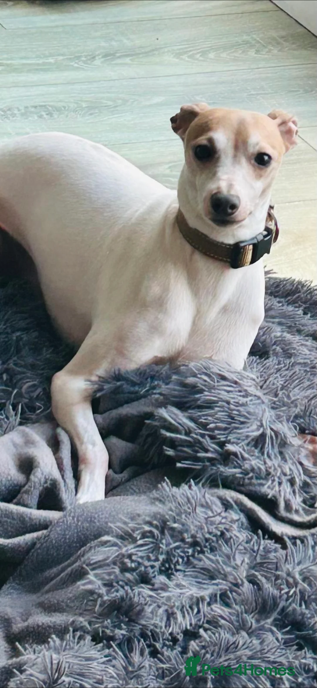 Italian Greyhound dogs for stud:  Proven Full bred American lines  - Advert 4