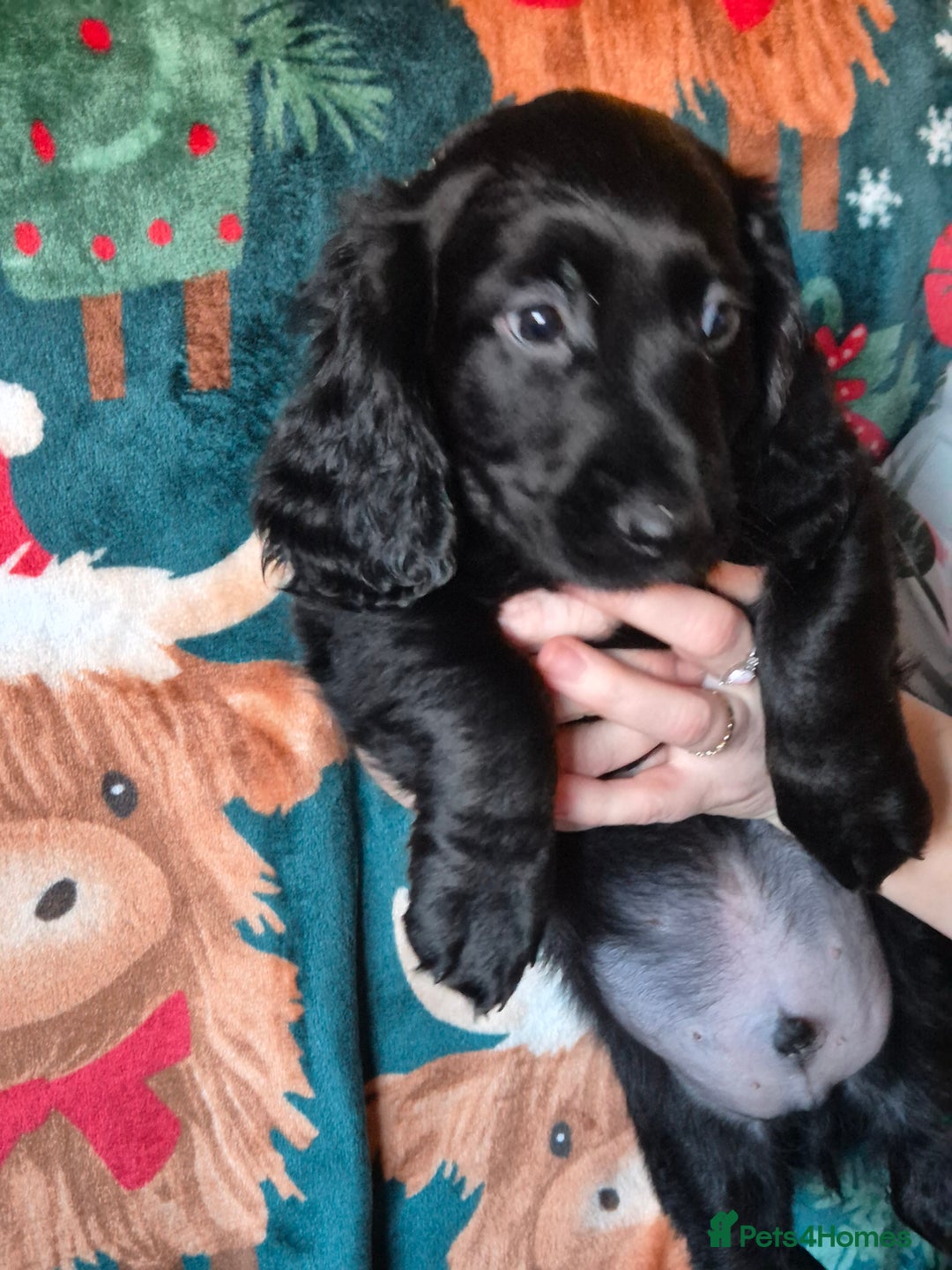 Mixed Breed dogs for sale: Dashalier puppies  - Advert 4