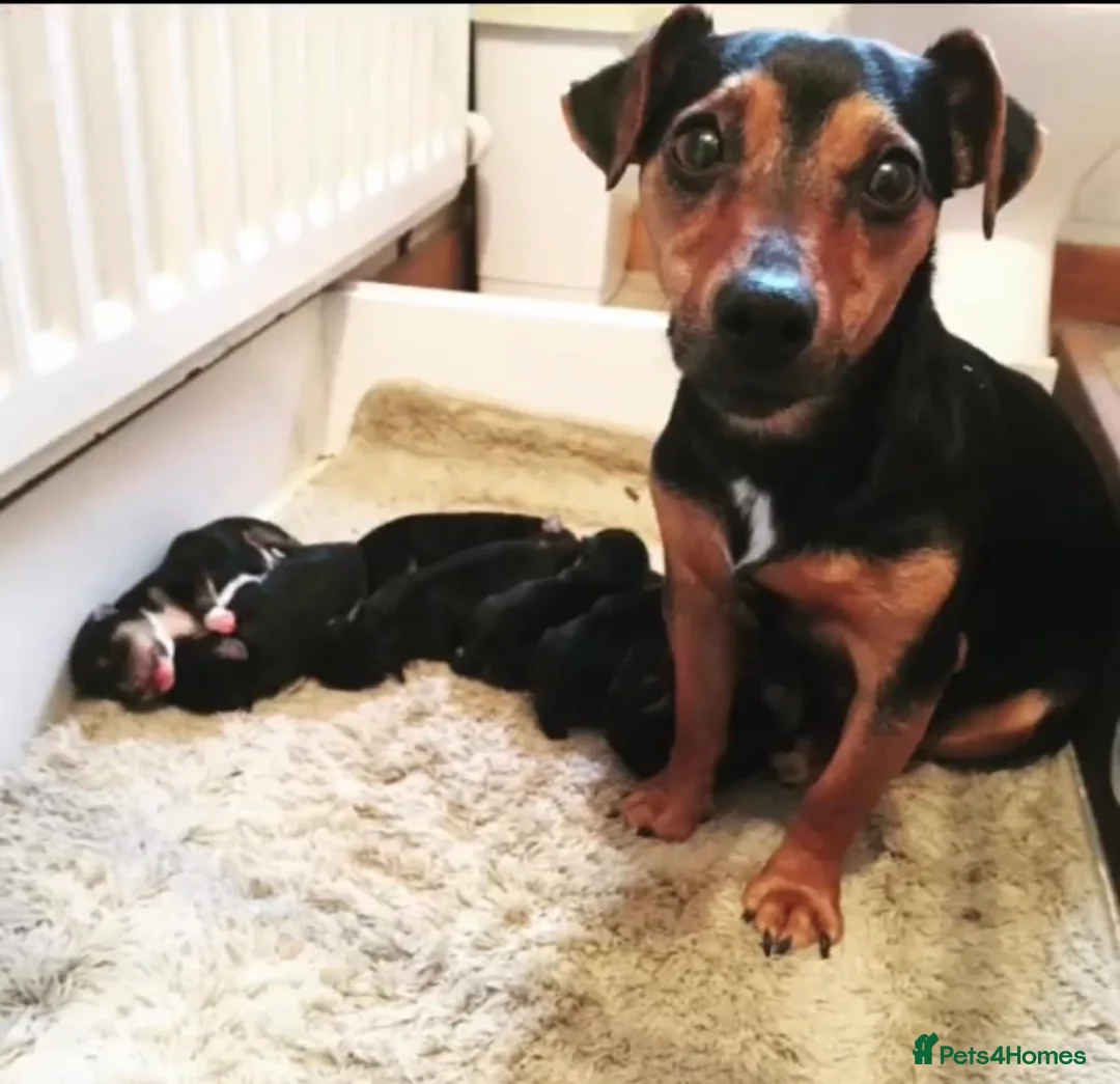 Jack Russell dogs for sale: Beautiful Black & Tan Jack Russell - Advert 2