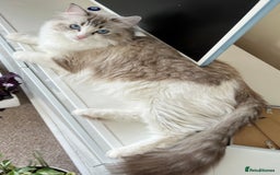 Ragdoll cats for sale: Super seewt Pure Ragdoll - Image 5