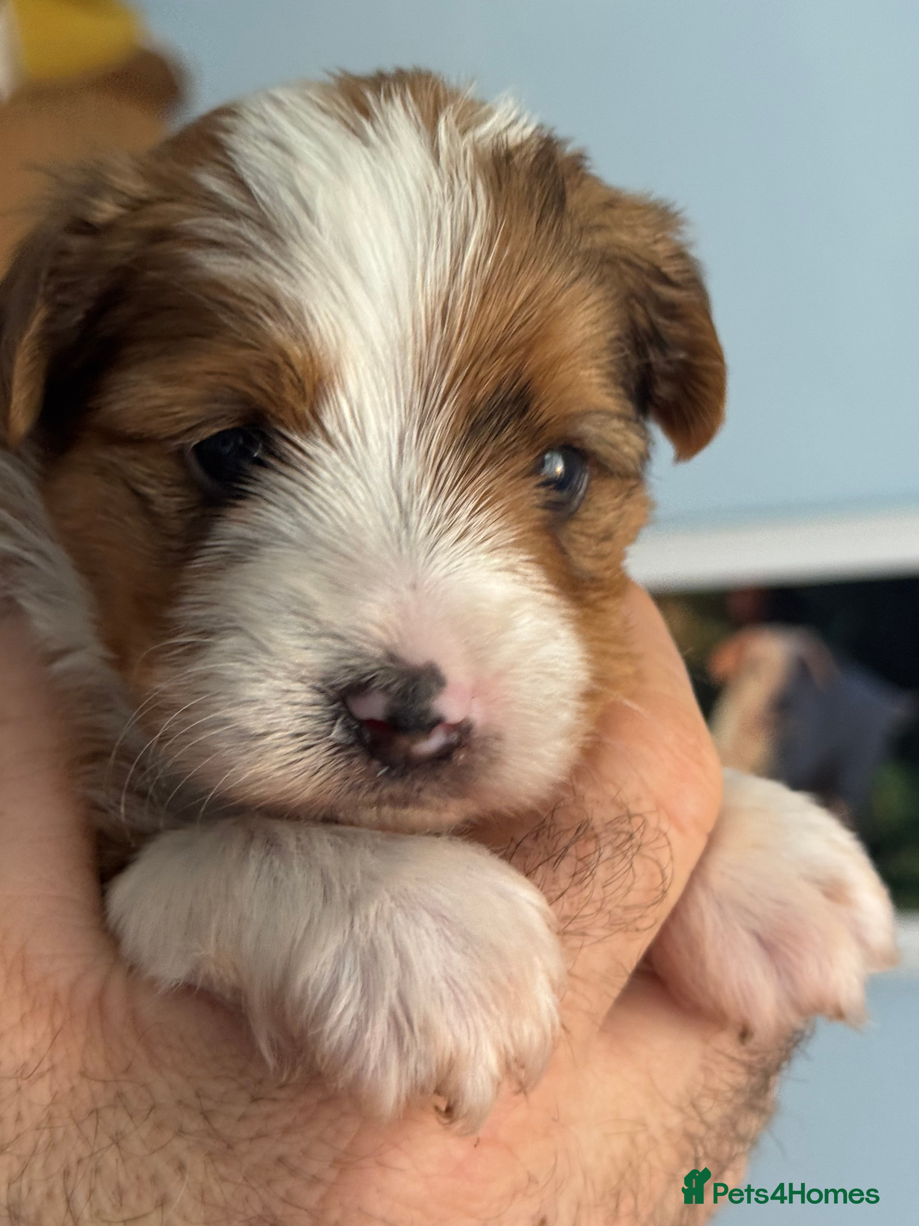 Yorkshire Terrier dogs Adorable Health Tested Coloured Yorkies (Biewer)  - Advert 5