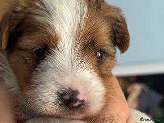 Yorkshire Terrier dogs Adorable Health Tested Coloured Yorkies (Biewer) - Advert 2