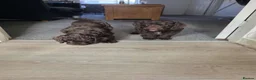 Cockapoo dogs for sale: Cockapoo puppies 🐶  - Advert 12