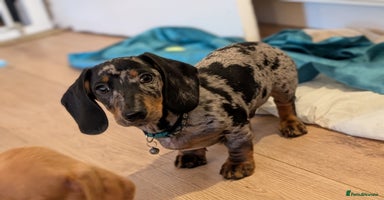 Miniature Dachshund dogs - Advert 3
