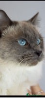 Ragdoll cats 100% proven boy in Brighouse - Advert 22