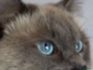 Ragdoll cats in Brighouse - Advert 35