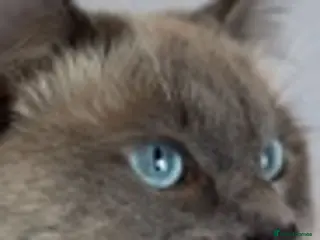 Ragdoll cats 100% proven boy in Brighouse - Advert 14