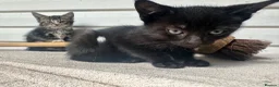 Mixed Breed cats for sale: Cute Kittens for Sale  - Advert 8