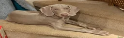 Weimaraner dogs for sale: Wonderful KC Reg Weimaraner Puppies x 6  - Advert 3