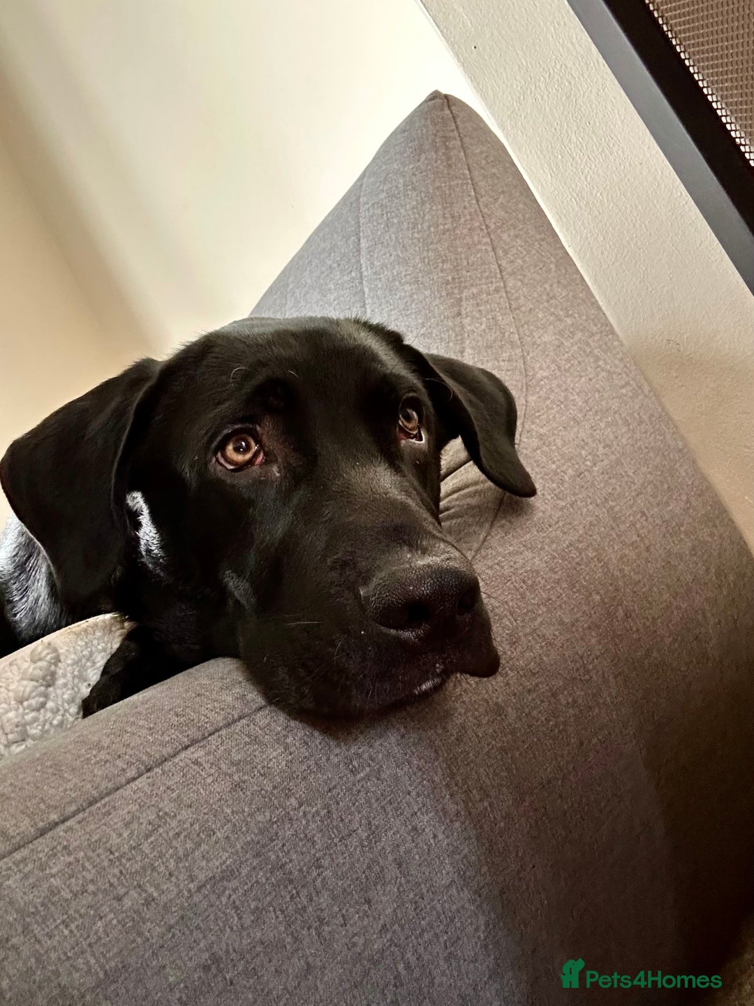 Mixed Breed dogs for sale: BIG 6 month Sheprador Pup “Bear” - Advert 1