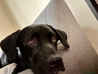 Mixed Breed dogs BIG 6 month Sheprador Pup “Bear” - Advert 2