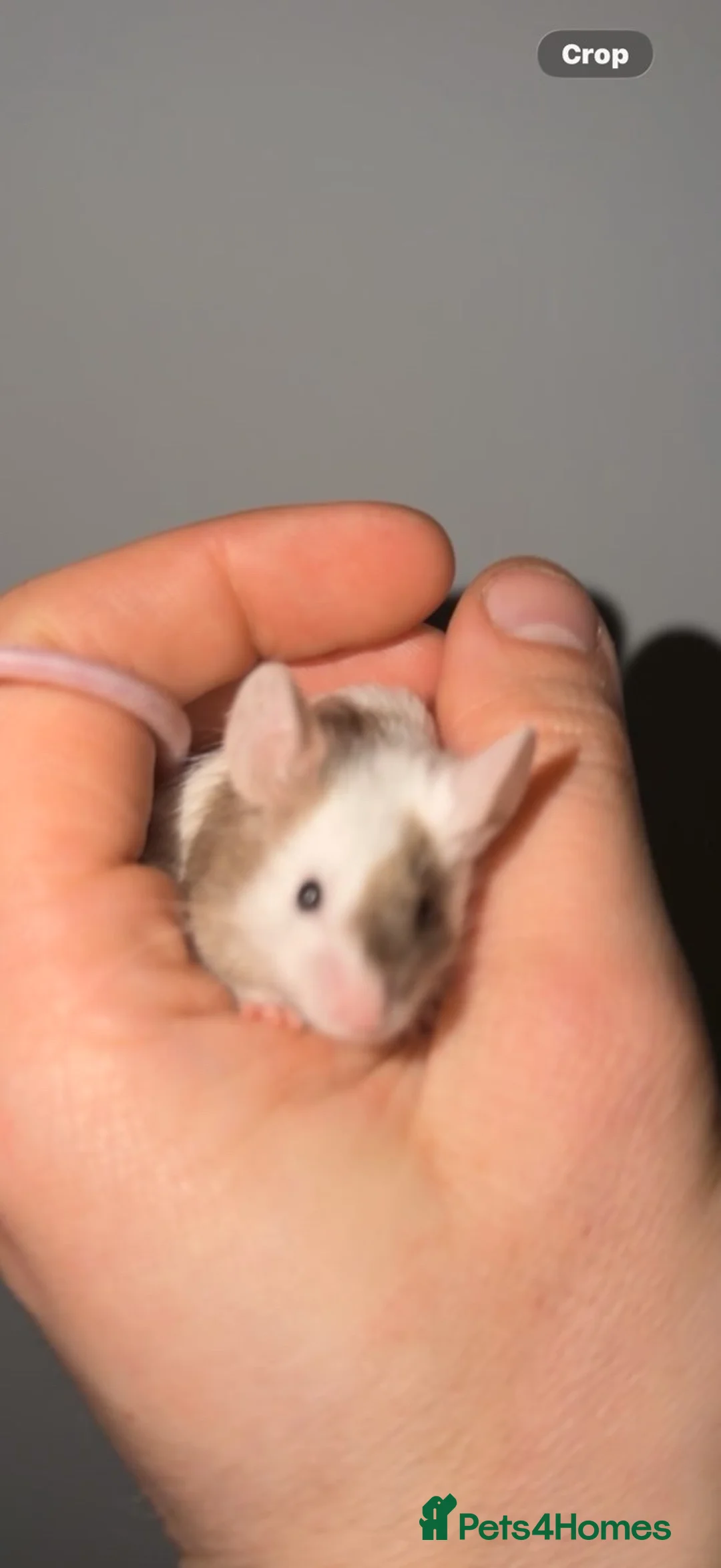 Mouse rodents for sale: 2 female mice  in Skelmersdale - Advert 2