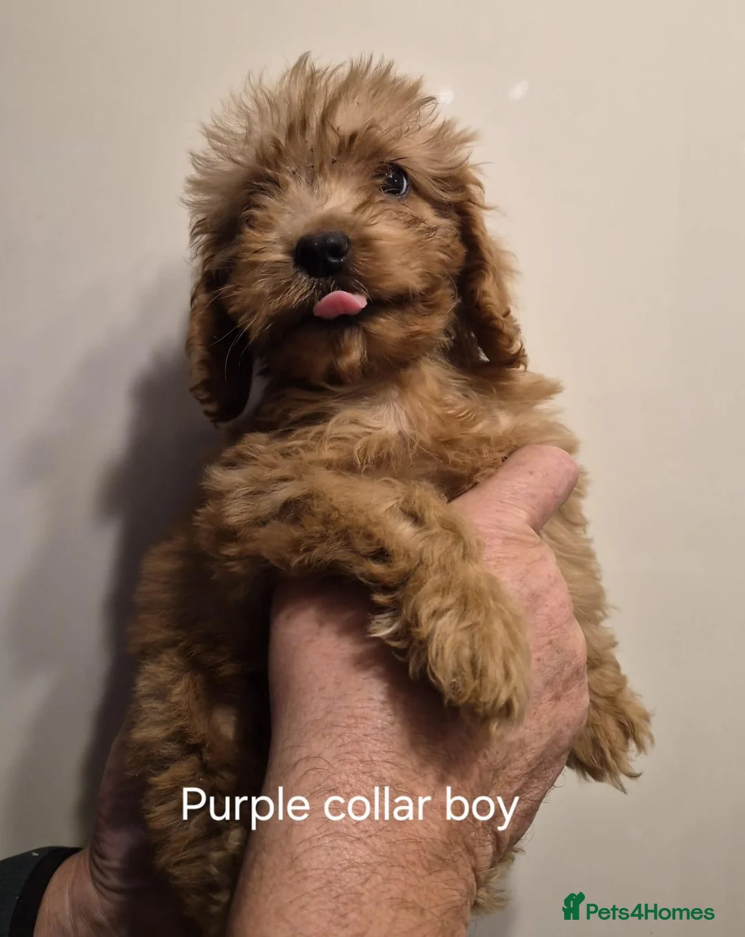 Cockapoo dogs for sale: Cockapoo puppies - Advert 2