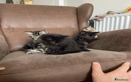 Mixed Breed cats for sale: 5 super cute kittens  - Image 16
